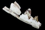 Archaeocete (Primitive Whale) Jaw Section - Basilosaur #89258-3